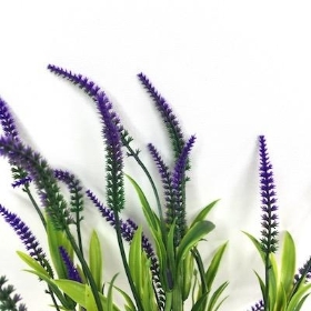 Purple Astilbe Bush 36cm