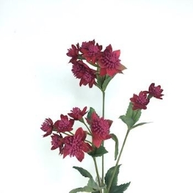 Dark Pink Astrantia 48cm