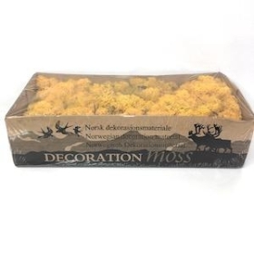 Yellow Reindeer Moss