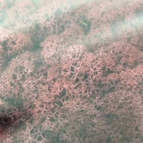 Bordeaux Reindeer Moss
