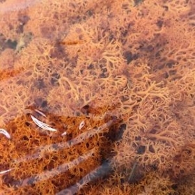 Deep Orange Reindeer Moss