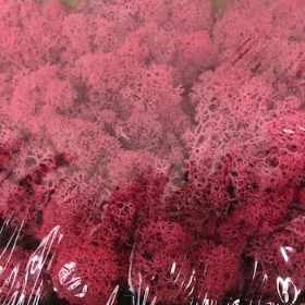 Fuchsia Reindeer Moss
