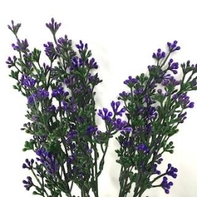 Purple Milan Bush 33cm