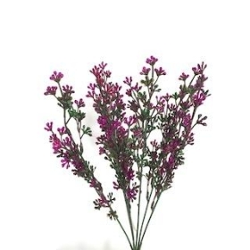 Plum Milan Bush 33cm
