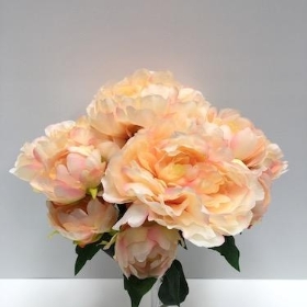 12 x Peach Peony Bush 44cm