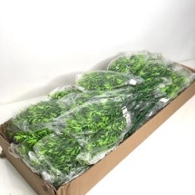 48 x Mini Holly Bush 30cm
