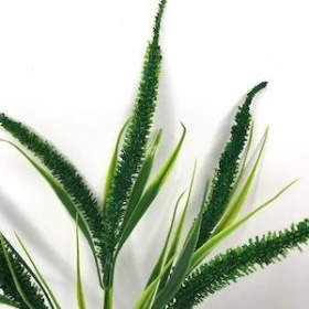 Green Foxtail Bush 34cm