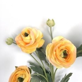 Yellow Ranunculus 64cm