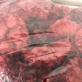 Burgundy Carnation Heads x 144