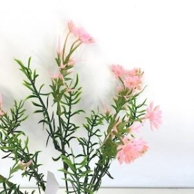 Pink Phlox Bush 31cm