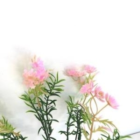 Lilac Phlox Bush 31cm
