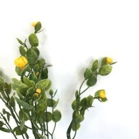 Yellow Flower Bud Bush 34cm