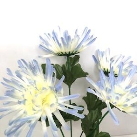 Blue Spider Chrysanthemum Bush 33cm