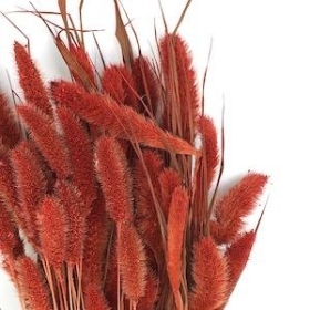 Dried Burnt Orange Setaria 70cm