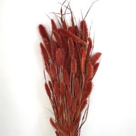Dried Burnt Orange Setaria 70cm