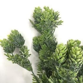 Green Frosted Hop Bush 32cm