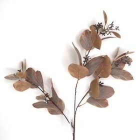 Brown Populus Eucalyptus Spray 79cm