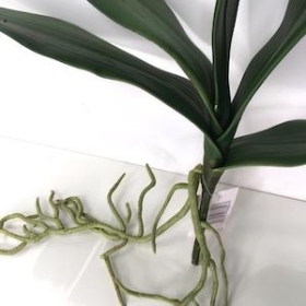 Orchid Leaves And Roots 30cm