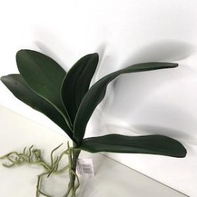 Orchid Leaves And Roots 30cm