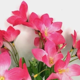 Cerise Wild Lily Bush 38cm