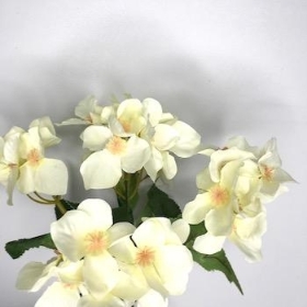 Ivory Hydrangea Bush 30cm
