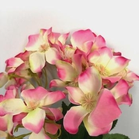 Pink Ivory Hydrangea Bush 30cm