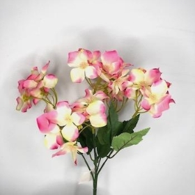 Pink Ivory Hydrangea Bush 30cm