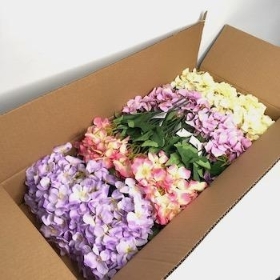 36 x Assorted Hydrangea Bush 30cm