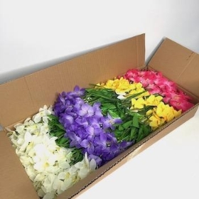 36 x Assorted Wild Lily Bush 38cm