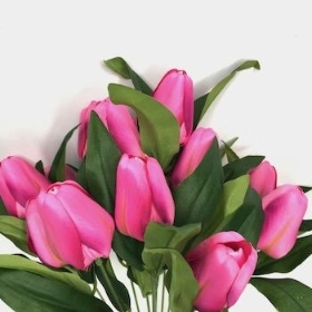Cerise Tulip Bush 40cm