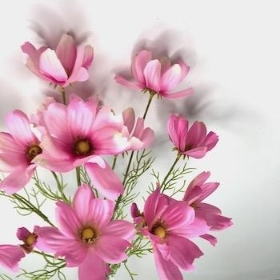 Pink Coreopsis Bundle 59cm