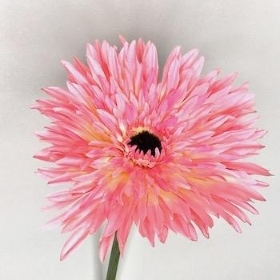 Pink Double Gerbera 81cm