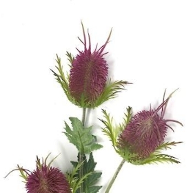 Plum Thistle 65cm