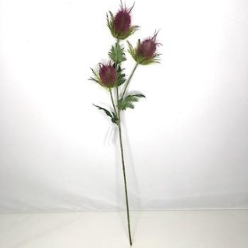 Plum Thistle 65cm