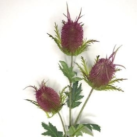 Plum Thistle 65cm