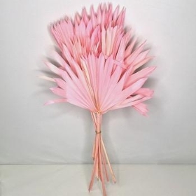 Pale Pink Dried Sun Palm Bundle 50cm