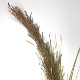 Grass And Pampas Spray 115cm