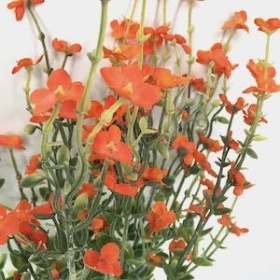 Orange Blossom And Foliage Bush 43cm