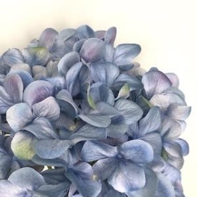 Dusky Blue Hydrangea 51cm