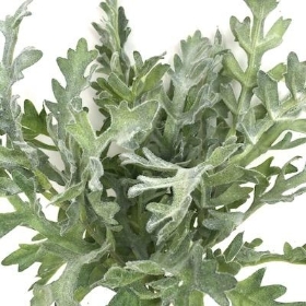 Green Dusty Miller Bundle 35cm