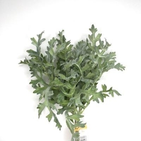 Green Dusty Miller Bundle 35cm