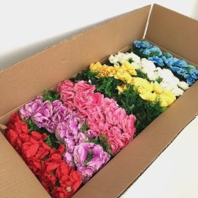 48 x Assorted Mini Peony Bush 31cm