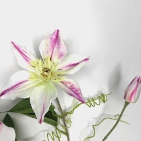 Pink Clematis 73cm