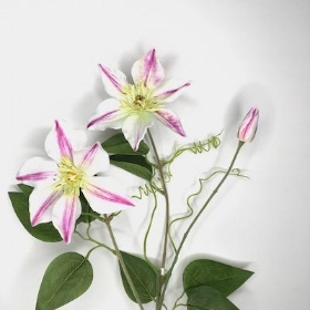 Pink Clematis 73cm