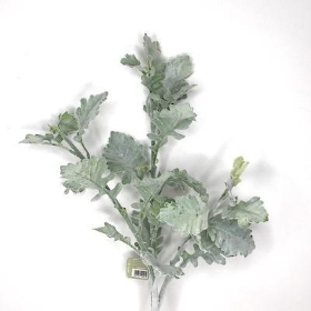 Green Dusty Miller 74cm