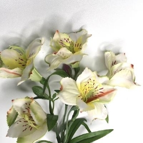Ivory Alstro 72cm