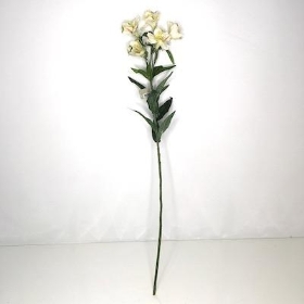 Ivory Alstro 72cm