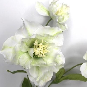 Ivory Hellebore 52cm