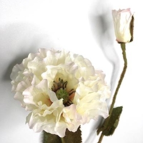 Cream Poppy 64cm