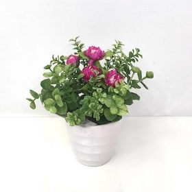 Plum Daisy And Euc In Pot 13cm